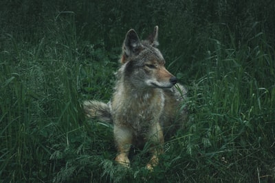 灰白相间的狼躺在绿草上